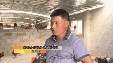 绿壳蛋鸡南昌安义致富经_江西绿壳蛋鸡苗哪里有售_绿壳蛋鸡如何找销路