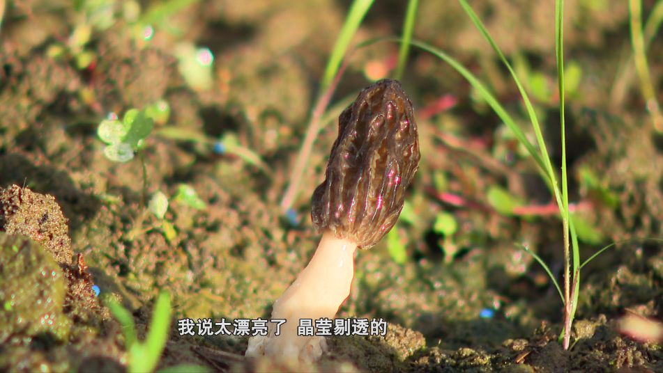 致富经羊肚菌视频_贺鸿宇种植羊肚菌视频_致富经贺鸿宇羊肚菌