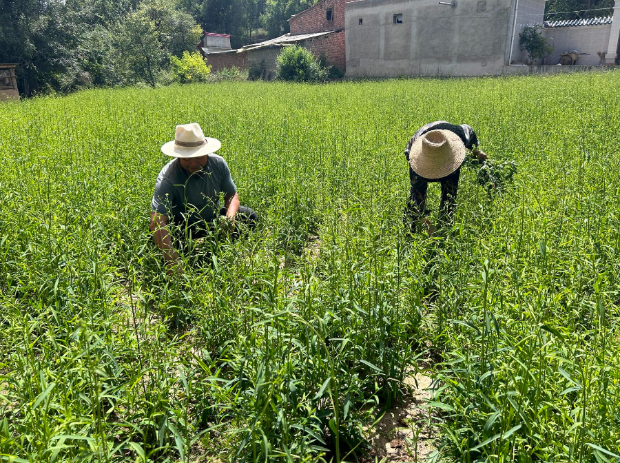 勤劳种植致富案例_勤劳致富事迹_勤劳致富之路