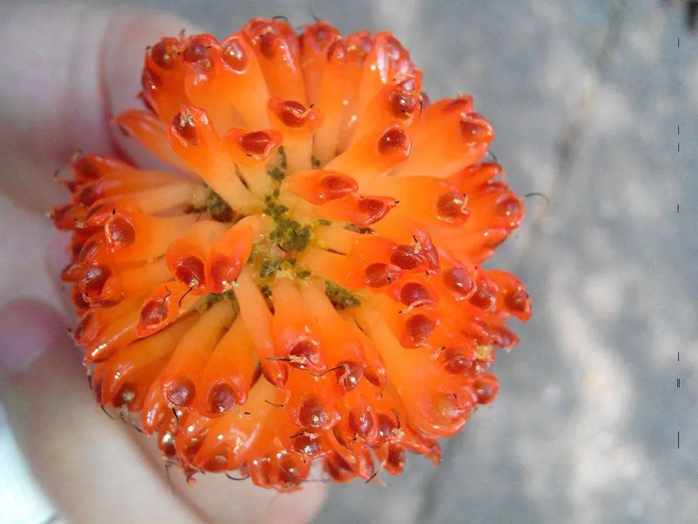 构树栽培管理要点_科技苑构树种植视频_构树种植技术与管理