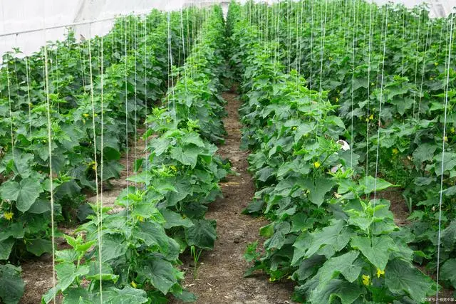 秋季种植青瓜技术与管理_秋季种植青瓜技术要点_秋季青瓜的种植技术
