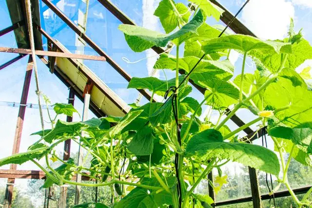 秋季种植青瓜技术与管理_秋季种植青瓜技术要点_秋季青瓜的种植技术