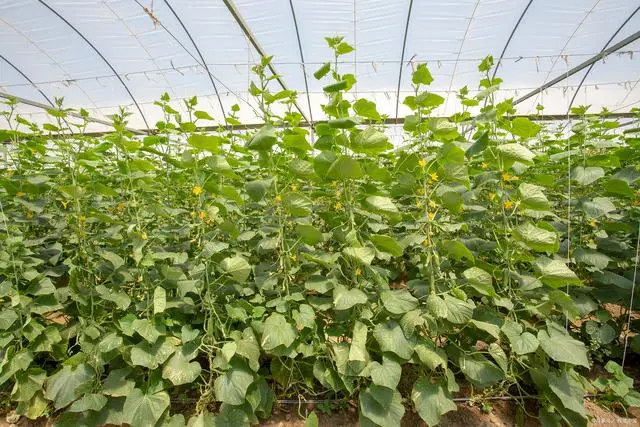 秋季种植青瓜技术与管理_秋季种植青瓜技术要点_秋季青瓜的种植技术