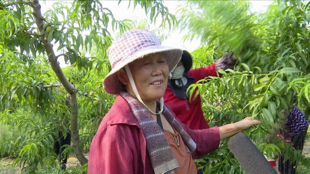 罐头桃价格多少_种植罐头桃致富_做罐头的桃树品种