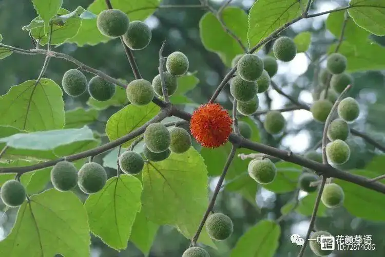 种植构树投资和效益_构树栽培管理要点_构树种植技术与管理