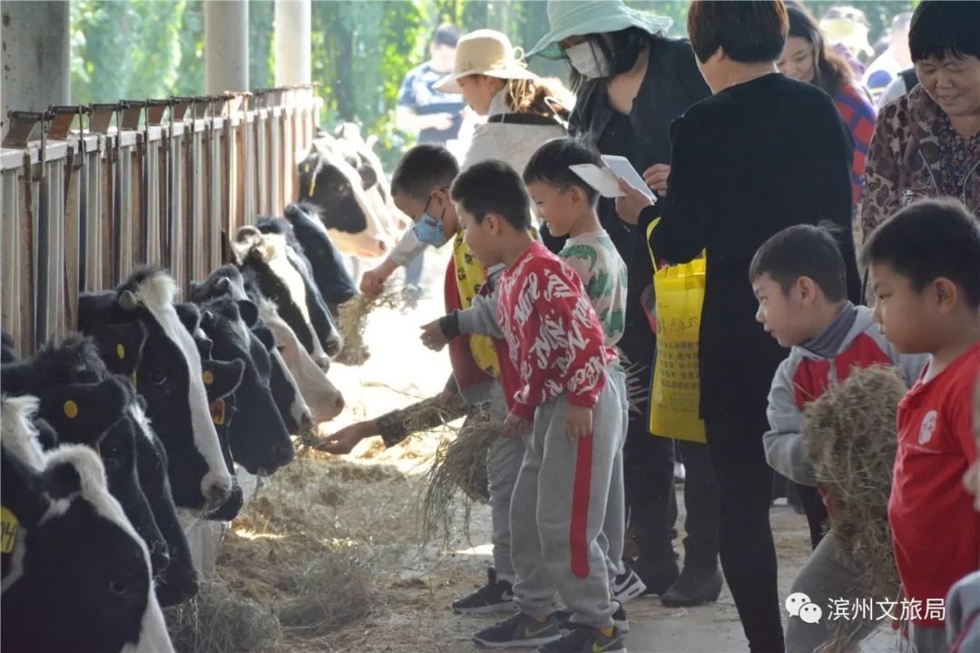 “阳光玫瑰”、冬枣、上千头奶牛……来滨州这里，体验向往的新田园生活！