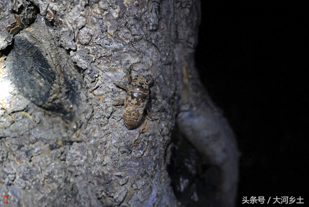 山西果农夏夜抓金蝉每斤51元，有人曾20天挣万元，现感叹越抓越少