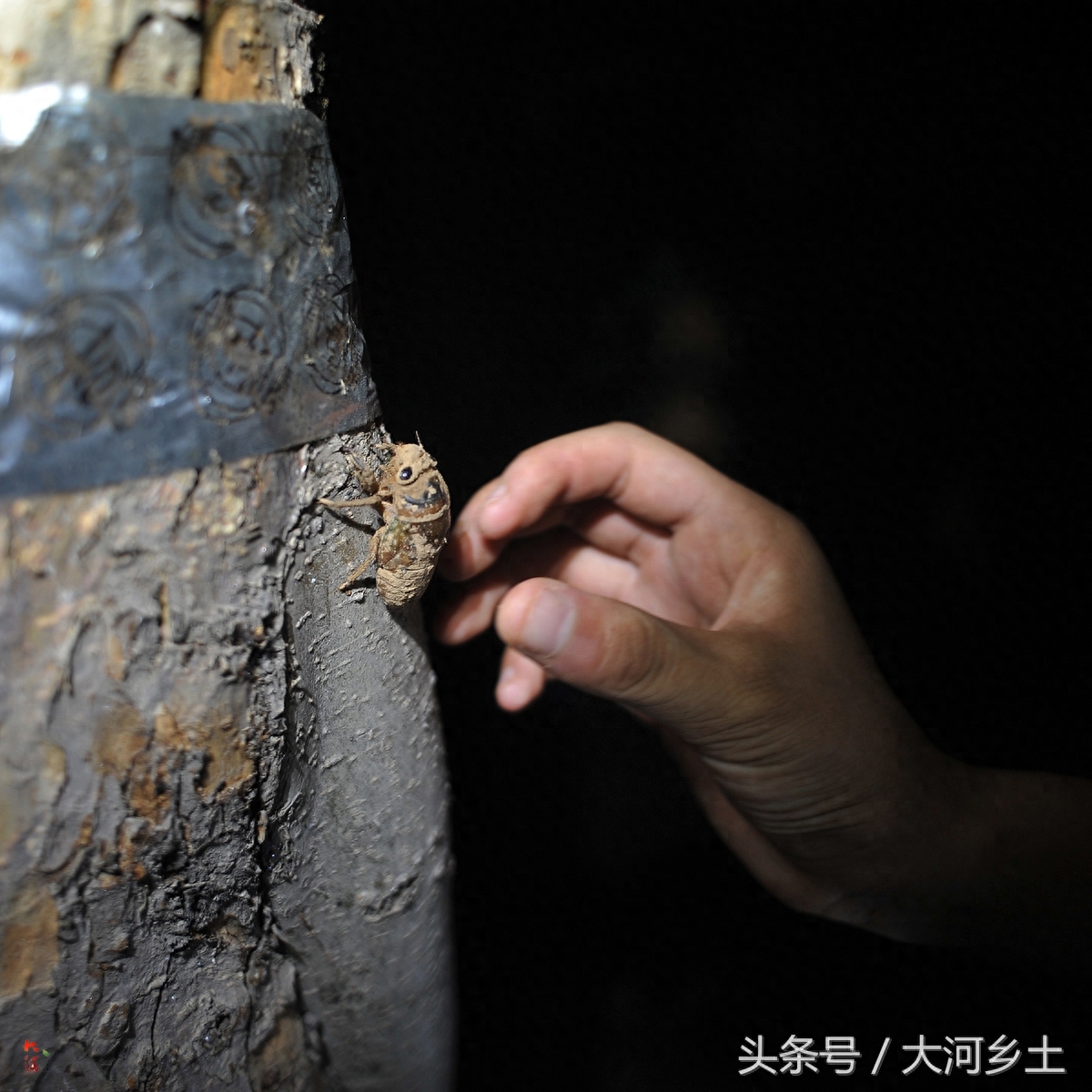山西果农夏夜抓金蝉每斤51元，有人曾20天挣万元，现感叹越抓越少