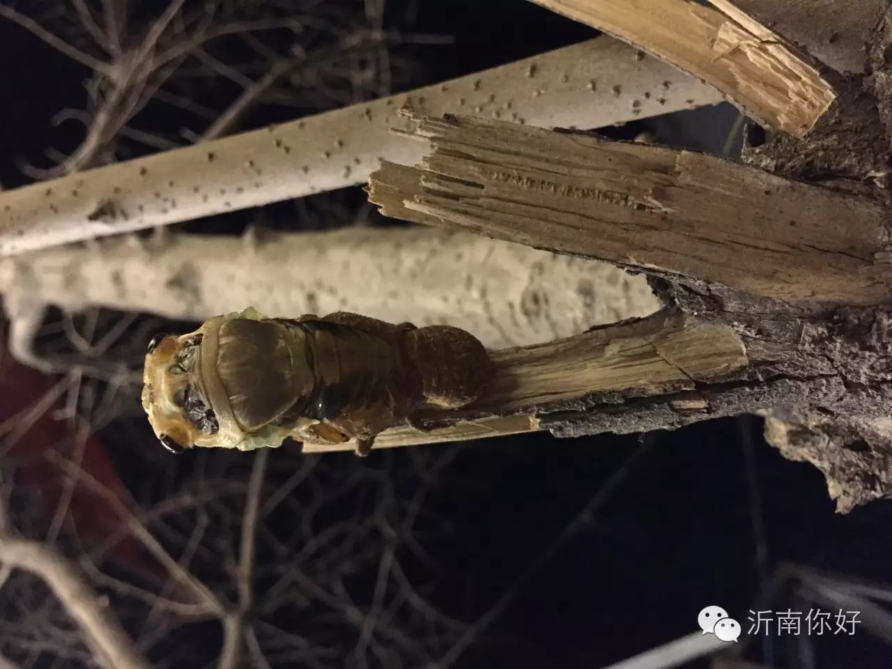 金蝉养殖的采卵技术_人工养殖金蝉技术视频_金蝉养殖技术视频金蝉孵化