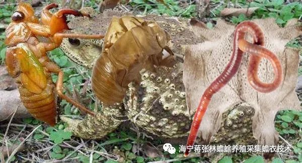 ​​知了龟（蝉）、蚯蚓和蟾蜍都是效益较好的药用动物养殖项目，究竟适合养殖哪一种？