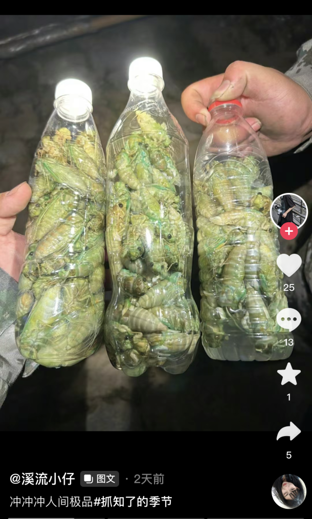 养殖山西金蝉技术与管理_山西金蝉养殖技术_养殖山西金蝉技术要求