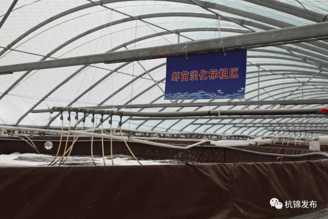 高密度养殖致富视频下载_致富小视频_致富经农业养殖视频