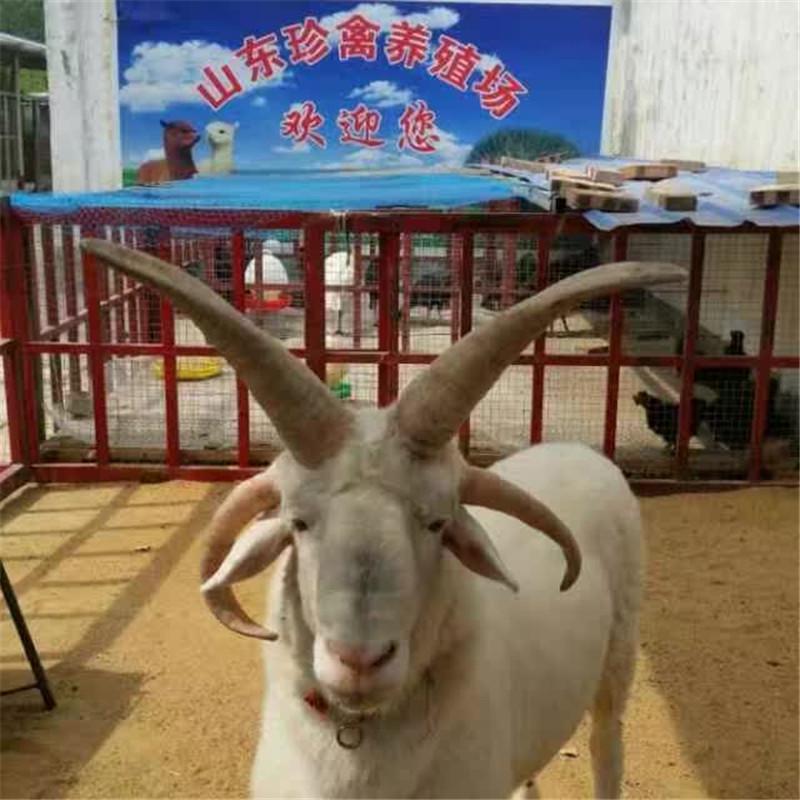 视频致富养殖鸵鸟是真的吗_致富经养殖鸵鸟视频_致富经鸵鸟养殖视频