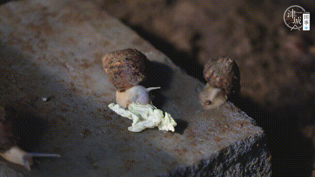 高密度养殖致富视频下载_致富经农业养殖视频_致富创业网养殖视频