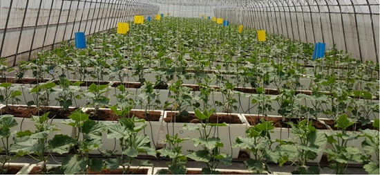 有机黄瓜春大棚生产技术系列之四：定植前后管理