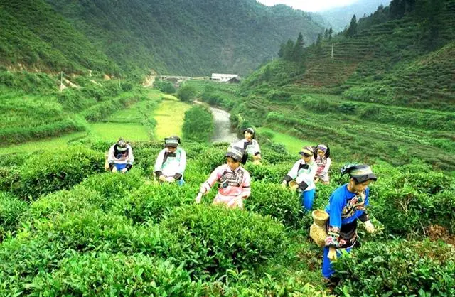 黄金茶种植致富_致富种植黄金茶好吗_致富种植黄金茶怎么样