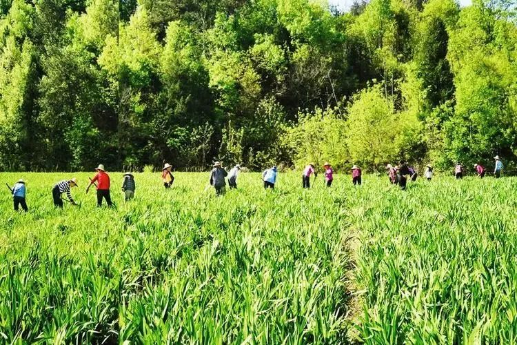 致富村庄种植项目有哪些_致富村庄种植项目介绍_村庄种植致富项目