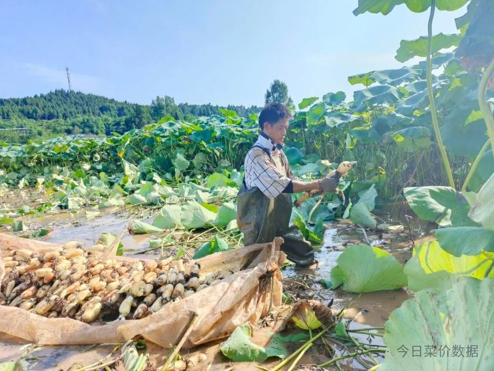 致富村庄种植项目介绍_农村致富项目种植_村庄种植致富项目