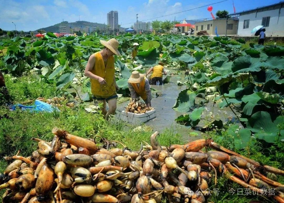 致富村庄种植项目介绍_农村致富项目种植_村庄种植致富项目