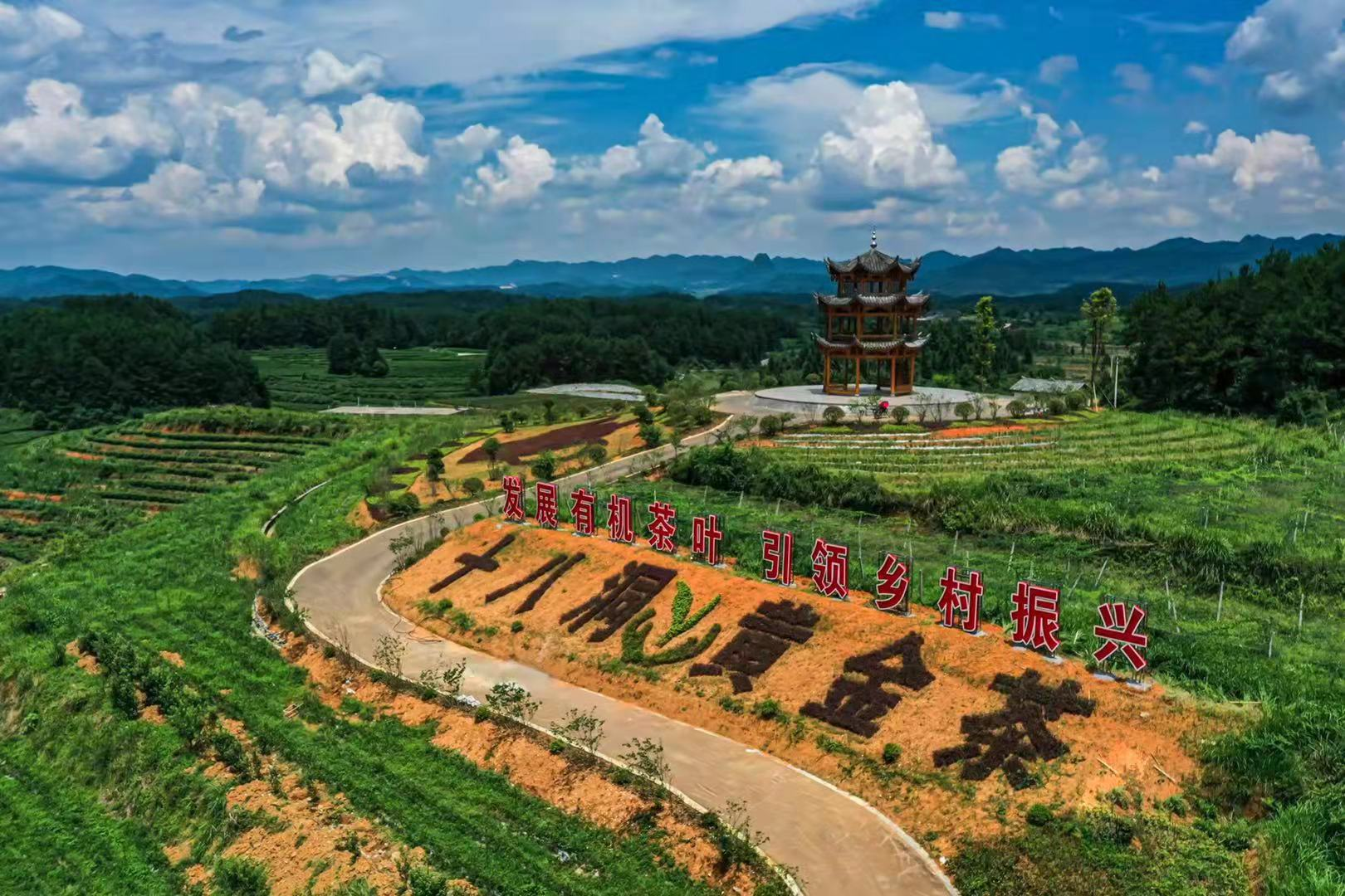 种植黄金茶有前景_黄金茶种植致富_致富种植黄金茶怎么样