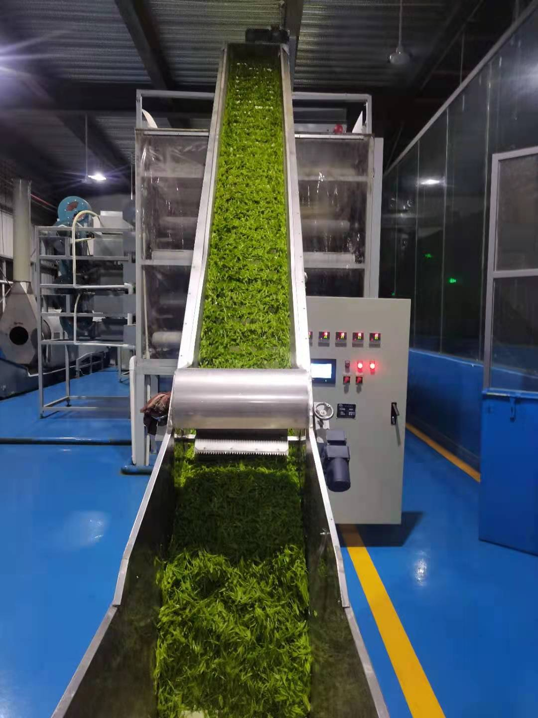 黄金茶种植致富_致富种植黄金茶怎么样_种植黄金茶有前景