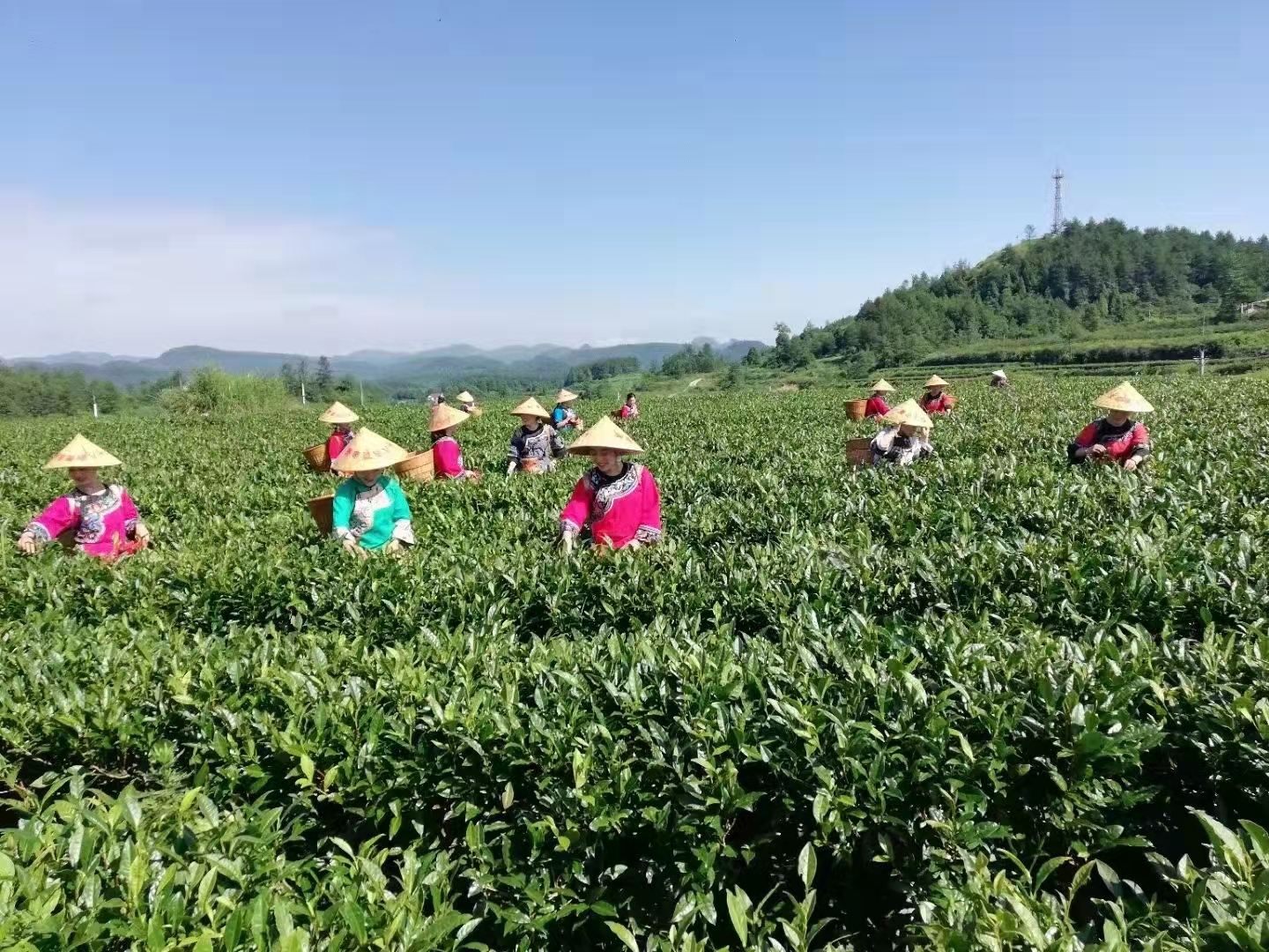 种植黄金茶有前景_黄金茶种植致富_致富种植黄金茶怎么样