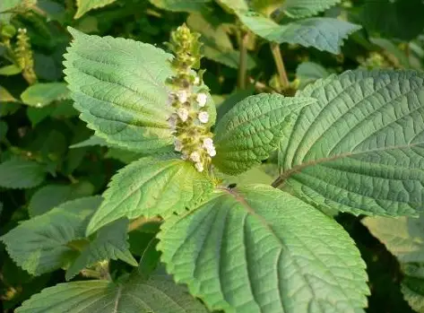 大棚栽植苏子叶，创收致富新路子