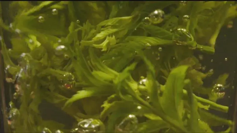 cctv7致富经视频采摘园_致富经种菜视频_致富种植视频全集