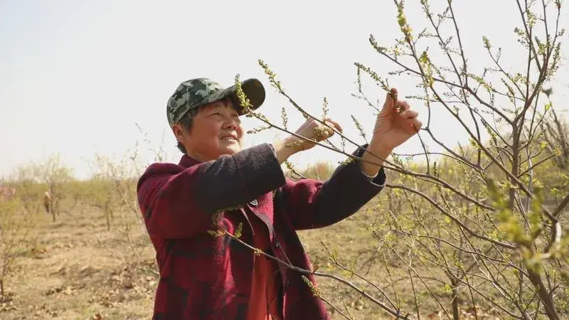 致富种植视频全集_致富经种菜视频_cctv7致富经视频采摘园