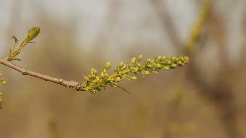 致富种植视频全集_cctv7致富经视频采摘园_致富经种菜视频