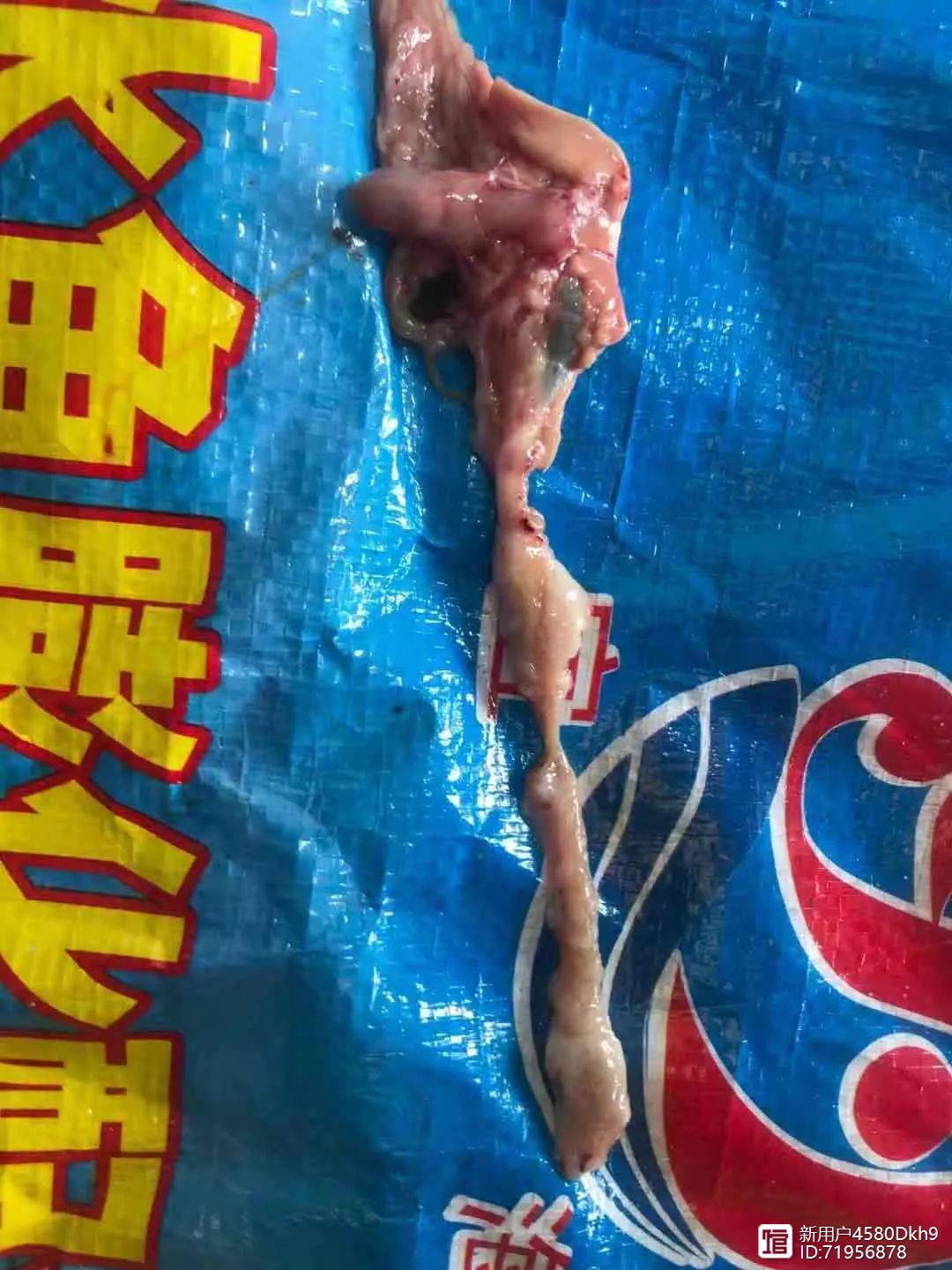 致富养殖网箱图片_网箱养殖致富_致富网养殖业