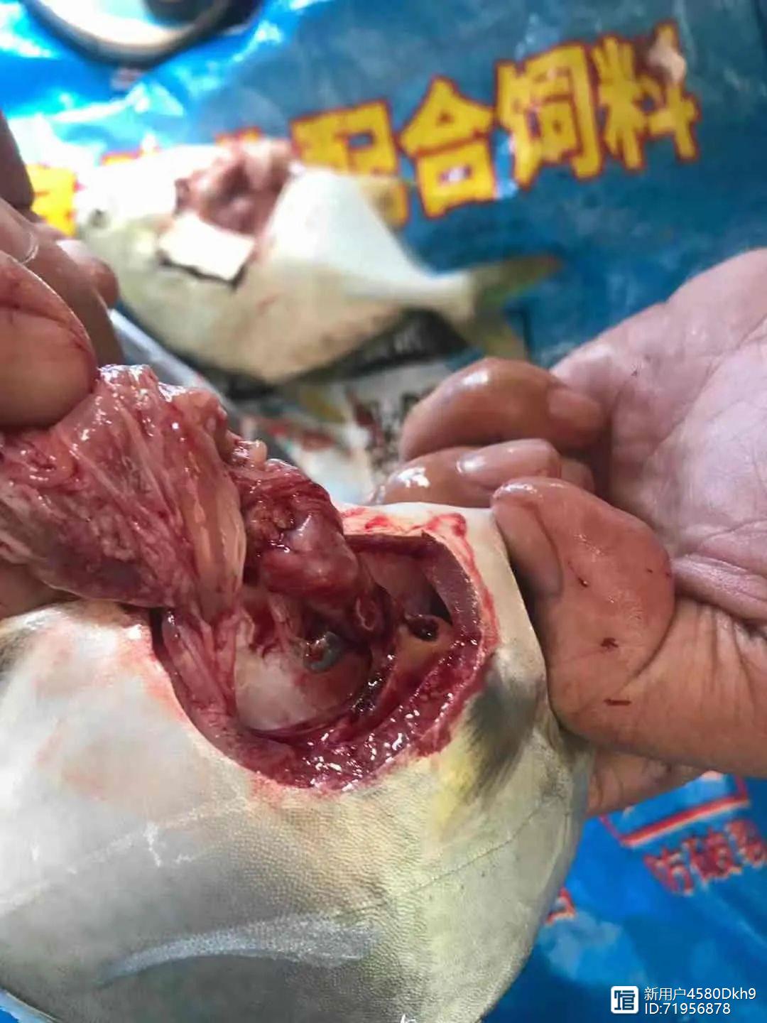 致富养殖网箱图片_网箱养殖致富_致富网养殖业