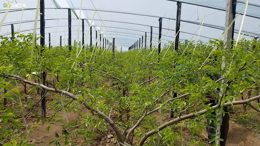 冬枣种植致富之路小说_致富种田忙免费阅读_致富经种植业完整版