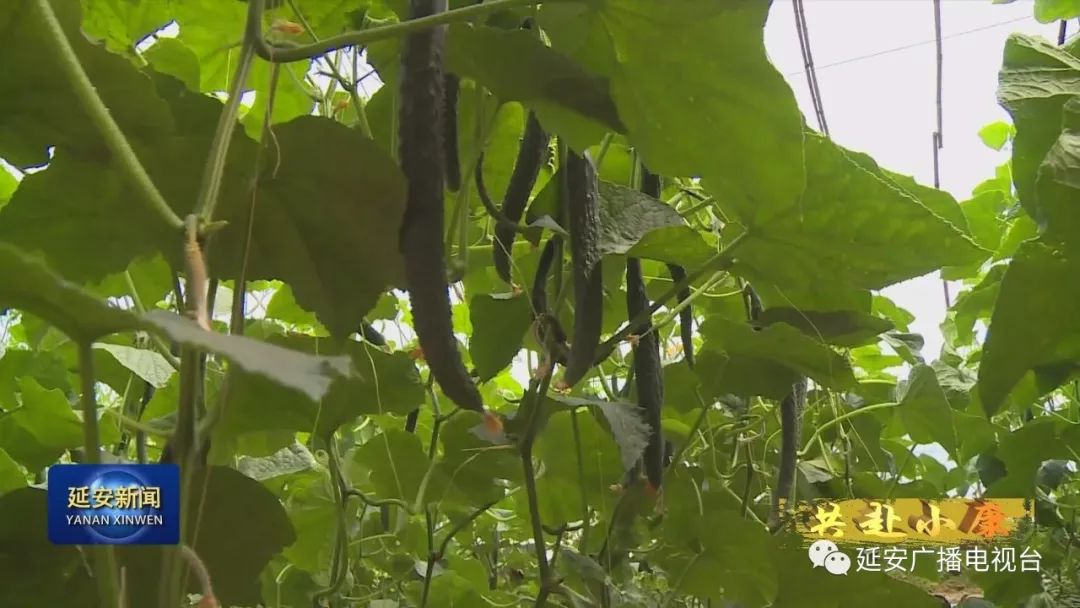 温室种植致富_温室种什么最赚钱_温室种植视频