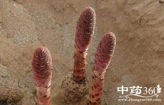 锁阳的功效与作用