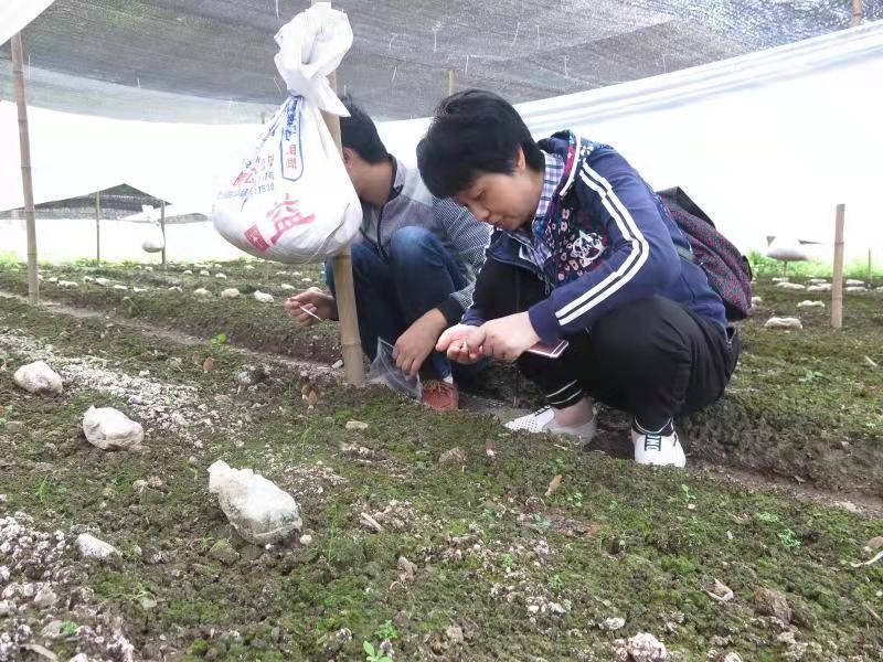 蘑菇种植技术和栽培方法_蘑菇的种植技术_野生蘑菇种植技术