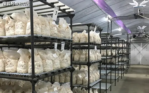 蘑菇的种植技术_蘑菇种植技术视频教程_哪里可以学蘑菇种植技术