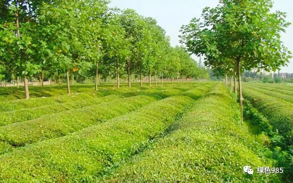 江西农村种植致富_江西农村种植致富_江西农村种植什么最赚钱
