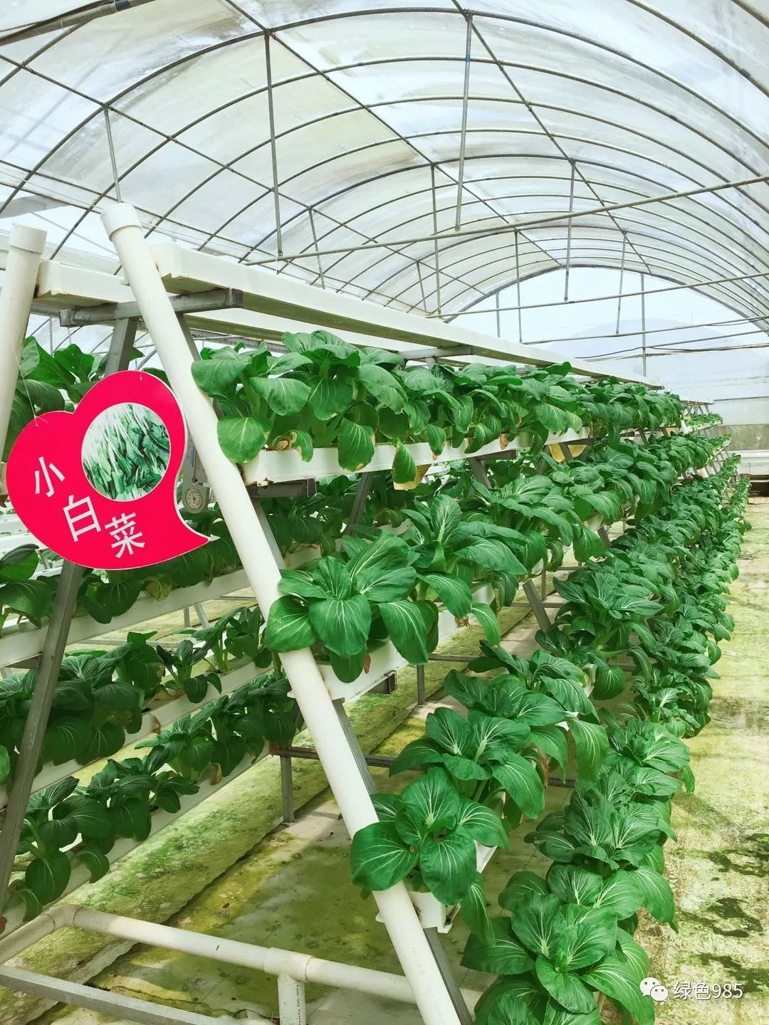 江西农村种植致富_江西农村种植什么最赚钱_江西农村种植致富