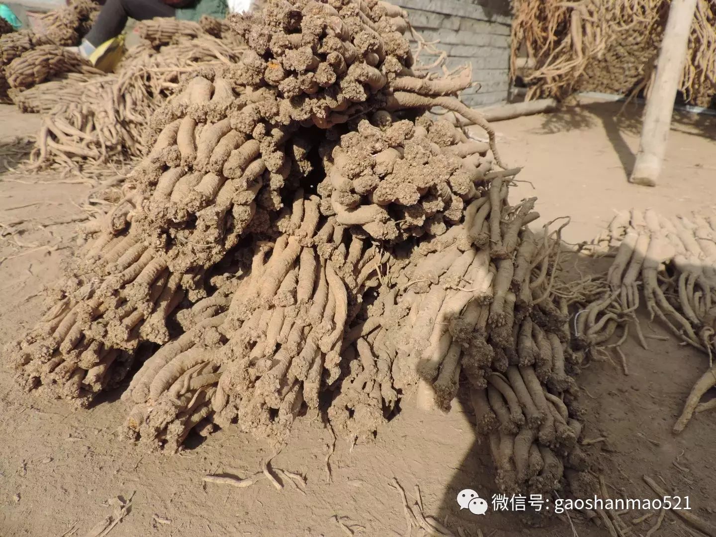种菜视频致富经_种植致富小技术视频教程_农村种植致富好项目视频