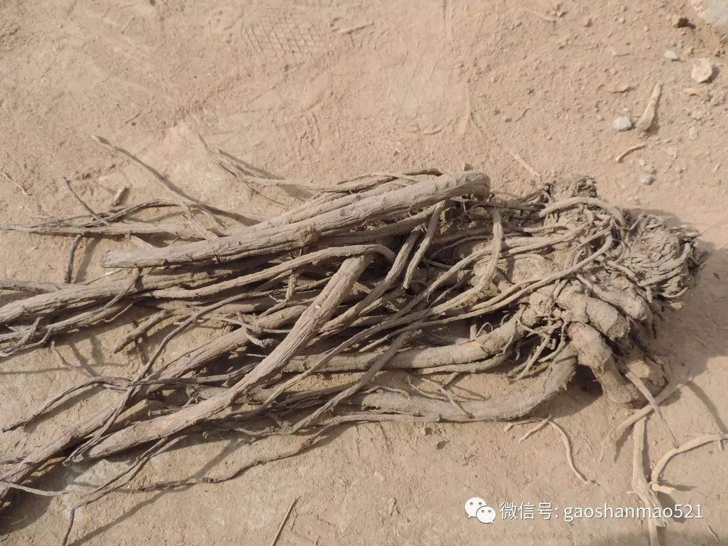 种植致富小技术视频教程_农村种植致富好项目视频_种菜视频致富经