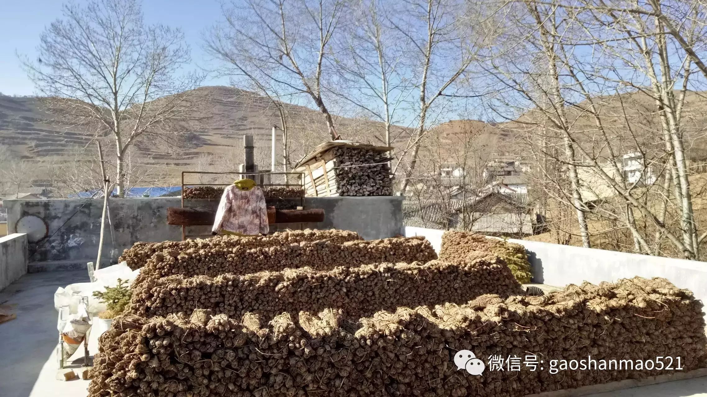 种植致富小技术视频教程_农村种植致富好项目视频_种菜视频致富经