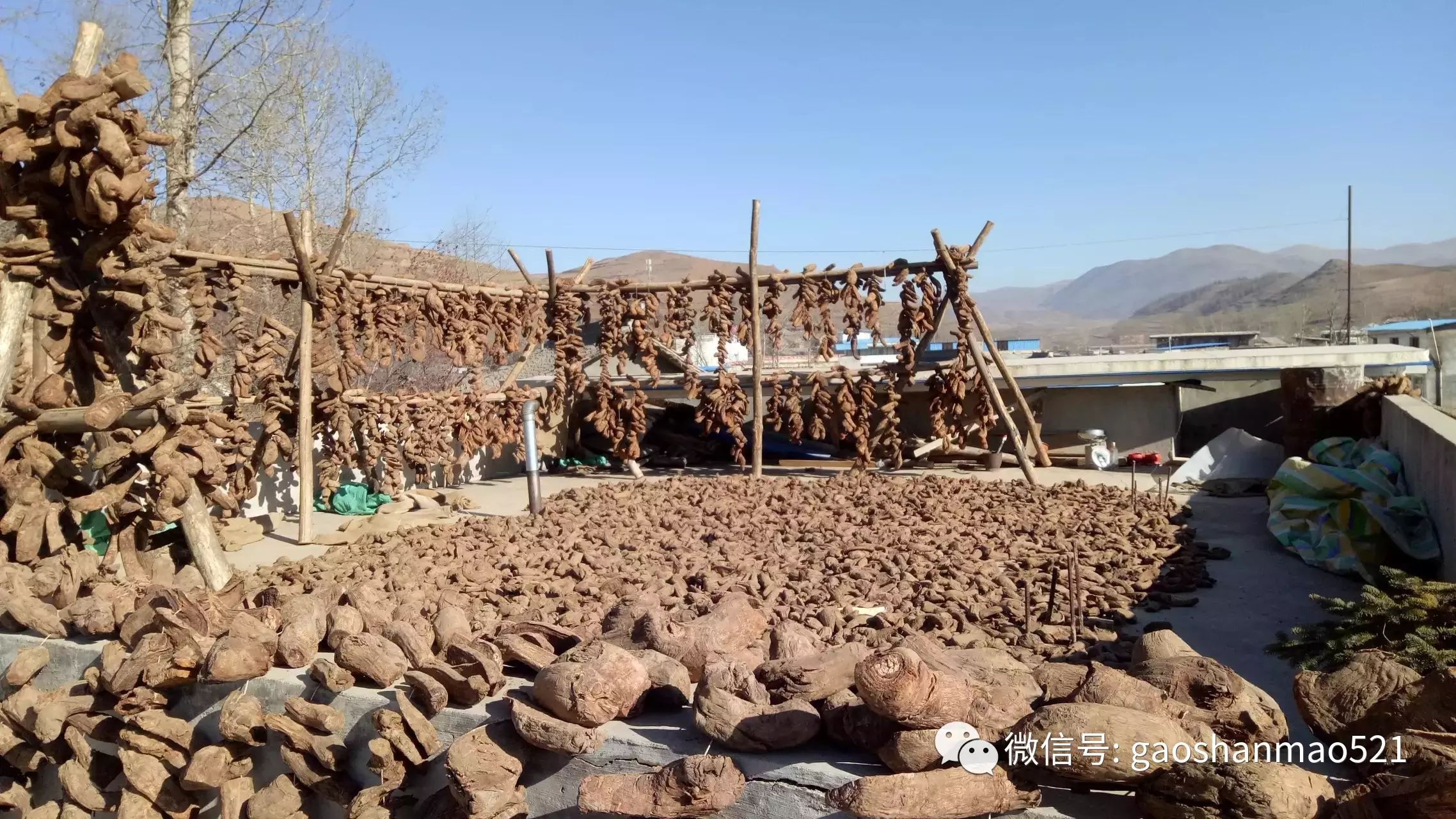 农村种植致富好项目视频_种植致富小技术视频教程_种菜视频致富经