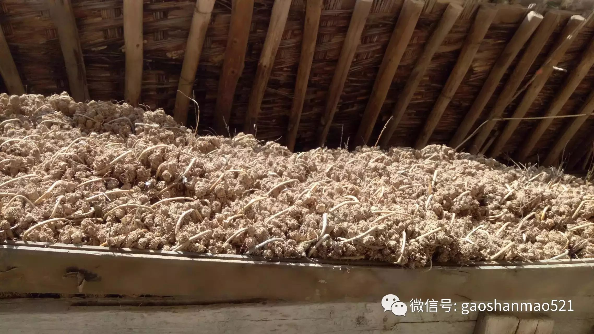 种植致富小技术视频教程_种菜视频致富经_农村种植致富好项目视频