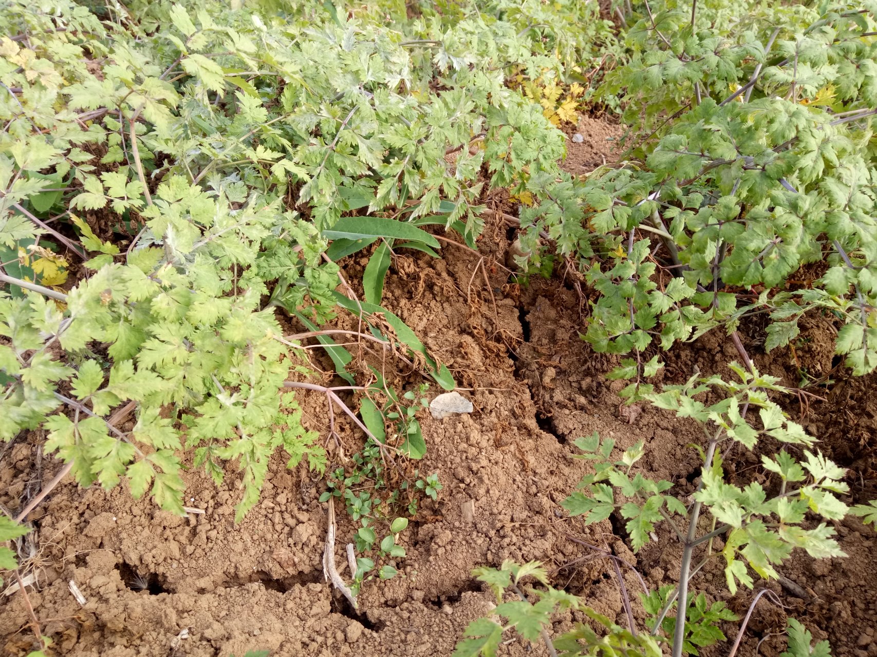 种植致富小技术视频教程_农村种植致富好项目视频_种菜视频致富经