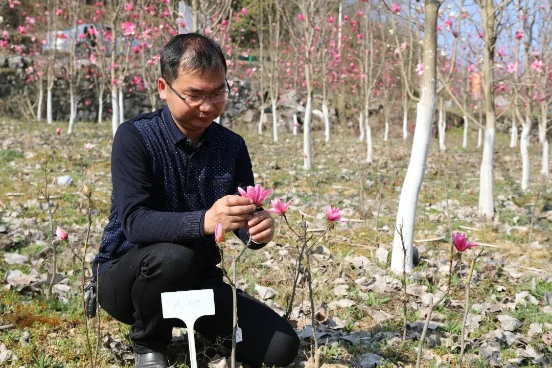 种植天麻致富百万_致富种植天麻怎么样_致富种植天麻图片