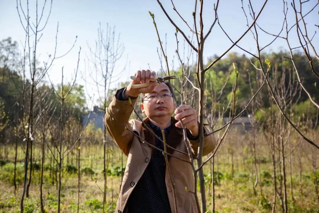 致富种植天麻图片_致富种植天麻怎么样_种植天麻致富百万