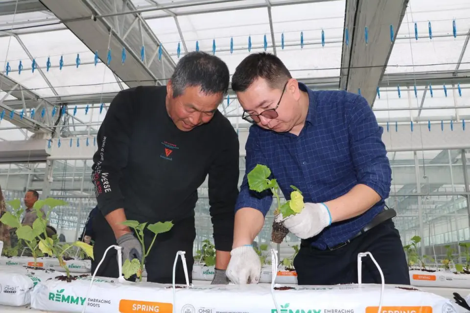 昌吉市首个智能阳光大棚正式启用——提升农业发展科技含量 拓展农民增收致富渠道