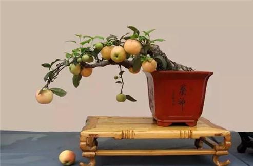 冬红果怎么修剪留枝 冬红果修剪时间和方法