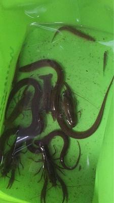 稻鳖共养田怎么建设_稻鳖共生养殖技术_稻鳖共生甲鱼养殖视频